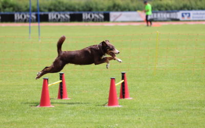 Erfolgreiche Teilnehmerin des HSV Aichtal an der Deutschen Meisterschaft des dhv im Turnierhundesport vom 06. bis 08.09.2024 in Langen